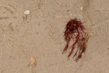 Bu kırmızı yosun parçası bu resimde sahile vurmuş. Tuzlu suyun gelgitleri onu kum tanelerinin üzerine fırlattı. Hamur kabuğu parçaları ve kum taneleri her yerde yatıyordu..