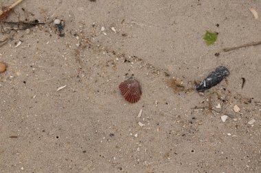 Kumsalda istiridye kabuğunun yanında duran bu güzel kırmızı deniz tarağı kabuğu. Her yerde kahverengi kum taneleri ve içinde taş lekeleri var. Bu güzel deniz kabuğu neredeyse bir yelpaze gibi görünüyor..