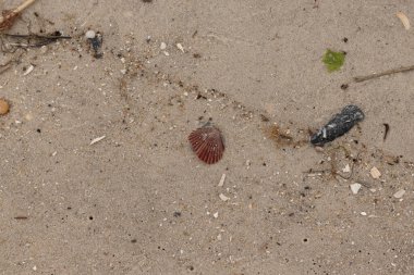 Bu sahilde oturan bir deniz kabuğunun görüntüsü. Kaburgalı güzel siyah kabuk 