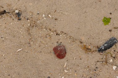 Bu sahilde oturan bir deniz kabuğunun görüntüsü. Kaburgalı güzel siyah kabuk 