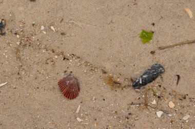 Bu sahilde oturan bir deniz kabuğunun görüntüsü. Kaburgalı güzel siyah kabuk 
