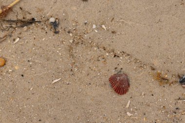 Bu sahilde oturan bir deniz kabuğunun görüntüsü. Kaburgalı güzel siyah kabuk 