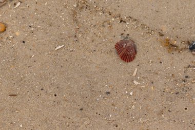 Bu sahilde oturan bir deniz kabuğunun görüntüsü. Kaburgalı güzel siyah kabuk 