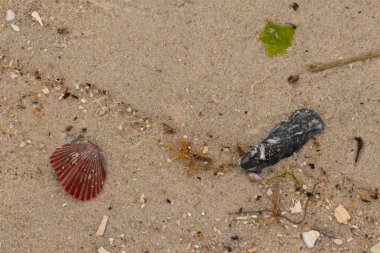 Bu sahilde oturan bir deniz kabuğunun görüntüsü. Kaburgalı güzel siyah kabuk 