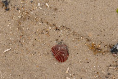 Bu güzel kırmızı deniz tarağı kabuğu sahilde yatıyordu. Her yerde kahverengi kum taneleri ve içinde taş lekeleri var. Bu güzel deniz kabuğu neredeyse bir yelpaze gibi görünüyor..