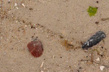 Bu sahilde oturan bir deniz kabuğunun görüntüsü. Kaburgalı güzel siyah kabuk 
