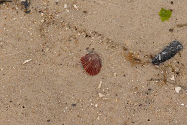 Bu sahilde oturan bir deniz kabuğunun görüntüsü. Kaburgalı güzel siyah kabuk 