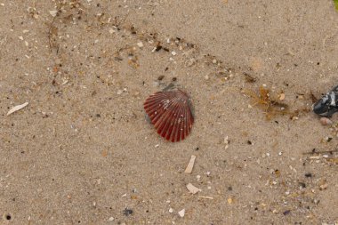Bu güzel kırmızı deniz tarağı kabuğu sahilde yatıyordu. Her yerde kahverengi kum taneleri ve içinde taş lekeleri var. Bu güzel deniz kabuğu neredeyse bir yelpaze gibi görünüyor..