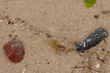 Bu sahilde oturan bir deniz kabuğunun görüntüsü. Kaburgalı güzel siyah kabuk 