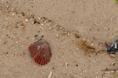 Bu güzel kırmızı deniz tarağı kabuğu sahilde yatıyordu. Her yerde kahverengi kum taneleri ve içinde taş lekeleri var. Bu güzel deniz kabuğu neredeyse bir yelpaze gibi görünüyor..