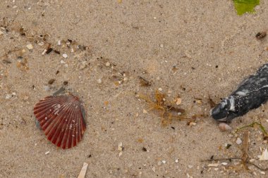 Kumsalda istiridye kabuğunun yanında duran bu güzel kırmızı deniz tarağı kabuğu. Her yerde kahverengi kum taneleri ve içinde taş lekeleri var. Bu güzel deniz kabuğu neredeyse bir yelpaze gibi görünüyor..