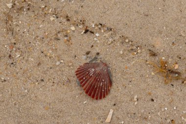 Bu güzel kırmızı deniz tarağı kabuğu sahilde yatıyordu. Her yerde kahverengi kum taneleri ve içinde taş lekeleri var. Bu güzel deniz kabuğu neredeyse bir yelpaze gibi görünüyor..