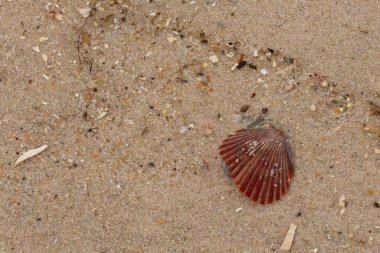 Bu güzel kırmızı deniz tarağı kabuğu sahilde yatıyordu. Her yerde kahverengi kum taneleri ve içinde taş lekeleri var. Bu güzel deniz kabuğu neredeyse bir yelpaze gibi görünüyor..