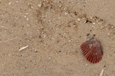 Bu güzel kırmızı deniz tarağı kabuğu sahilde yatıyordu. Her yerde kahverengi kum taneleri ve içinde taş lekeleri var. Bu güzel deniz kabuğu neredeyse bir yelpaze gibi görünüyor..