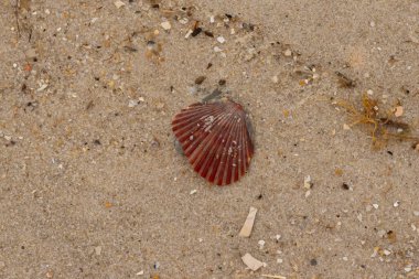 Bu güzel kırmızı deniz tarağı kabuğu sahilde yatıyordu. Her yerde kahverengi kum taneleri ve içinde taş lekeleri var. Bu güzel deniz kabuğu neredeyse bir yelpaze gibi görünüyor..
