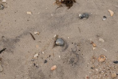 Bu sahilde oturan bir deniz kabuğunun görüntüsü. Kaburgalı güzel siyah kabuk 