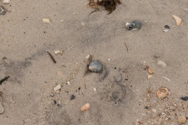 Bu sahilde oturan bir deniz kabuğunun görüntüsü. Kaburgalı güzel siyah kabuk 