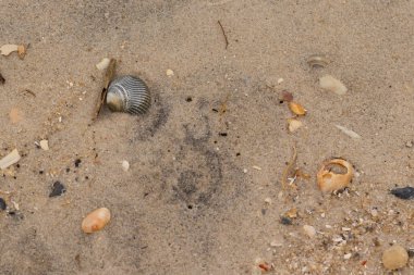 Bu sahilde oturan bir deniz kabuğunun görüntüsü. Kaburgalı güzel siyah kabuk 