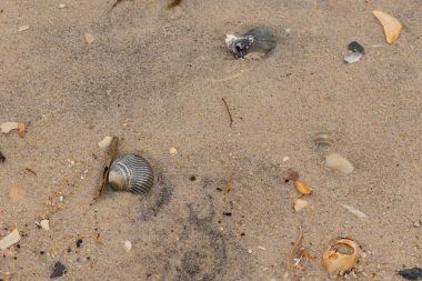 Bu sahilde oturan bir deniz kabuğunun görüntüsü. Kaburgalı güzel siyah kabuk 