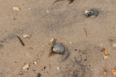 Bu sahilde oturan bir deniz kabuğunun görüntüsü. Kaburgalı güzel siyah kabuk 