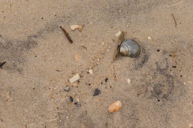 Bu sahilde oturan bir deniz kabuğunun görüntüsü. Kaburgalı güzel siyah kabuk 