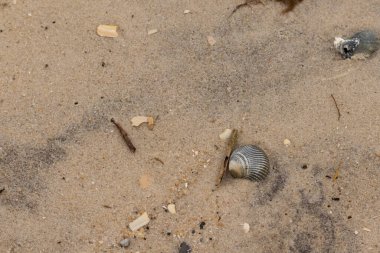 Bu sahilde oturan bir deniz kabuğunun görüntüsü. Kaburgalı güzel siyah kabuk 