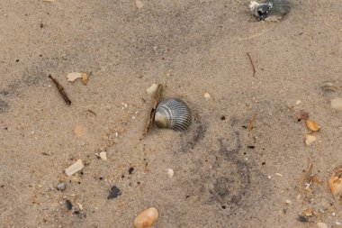 Bu sahilde oturan bir deniz kabuğunun görüntüsü. Kaburgalı güzel siyah kabuk 