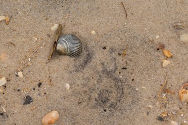 Bu sahilde oturan bir deniz kabuğunun görüntüsü. Kaburgalı güzel siyah kabuk 