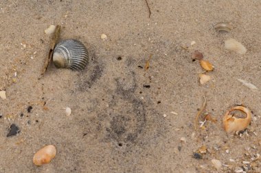 Bu sahilde oturan bir deniz kabuğunun görüntüsü. Kaburgalı güzel siyah kabuk 