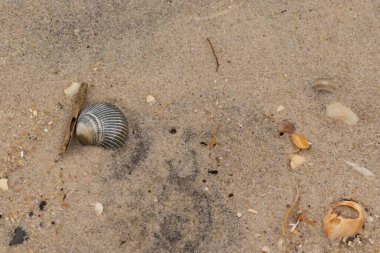 Bu sahilde oturan bir deniz kabuğunun görüntüsü. Kaburgalı güzel siyah kabuk 