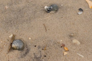 Bu sahilde oturan bir deniz kabuğunun görüntüsü. Kaburgalı güzel siyah kabuk 