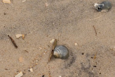 Bu sahilde oturan bir deniz kabuğunun görüntüsü. Kaburgalı güzel siyah kabuk 