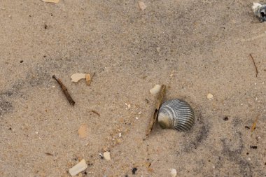 Bu sahilde oturan bir deniz kabuğunun görüntüsü. Kaburgalı güzel siyah kabuk 