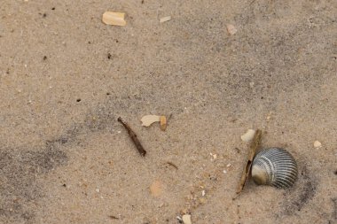 Bu sahilde oturan bir deniz kabuğunun görüntüsü. Kaburgalı güzel siyah kabuk 