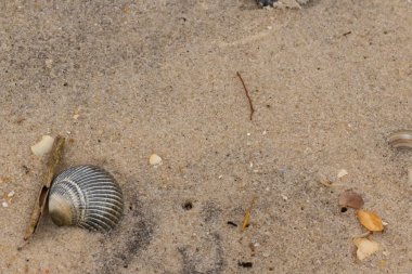 Bu sahilde oturan bir deniz kabuğunun görüntüsü. Kaburgalı güzel siyah kabuk 