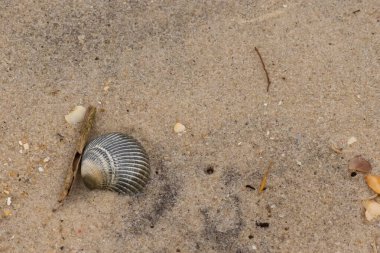 Bu sahilde oturan bir deniz kabuğunun görüntüsü. Kaburgalı güzel siyah kabuk 