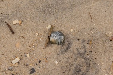 Bu sahilde oturan bir deniz kabuğunun görüntüsü. Kaburgalı güzel siyah kabuk 