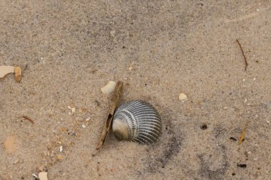 Bu sahilde oturan bir deniz kabuğunun görüntüsü. Kaburgalı güzel siyah kabuk 