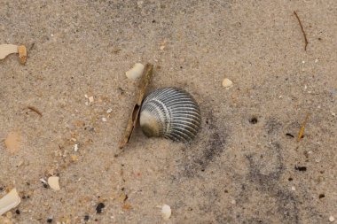 Bu sahilde oturan bir deniz kabuğunun görüntüsü. Kaburgalı güzel siyah kabuk 