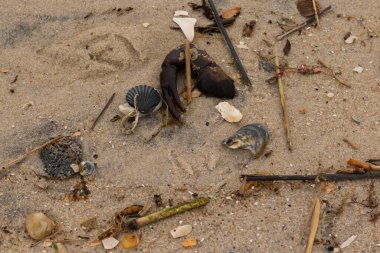 Bu, kumdaki deniz enkazının çok güzel bir görüntüsü. Deniz yaşamının tüm parçaları kumlu kumsalda karaya vurdu. Büyük bir yengeç pençesi siyah bir deniz tarağı kabuğuyla görülebilir..