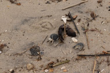 Bu, kumdaki deniz enkazının çok güzel bir görüntüsü. Deniz yaşamının tüm parçaları kumlu kumsalda karaya vurdu. Büyük bir yengeç pençesi siyah bir deniz tarağı kabuğuyla görülebilir..