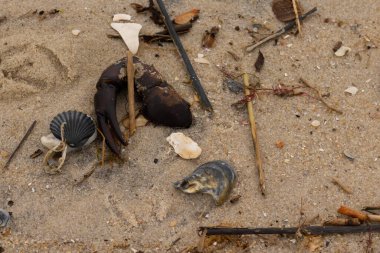 Bu, kumdaki deniz enkazının çok güzel bir görüntüsü. Deniz yaşamının tüm parçaları kumlu kumsalda karaya vurdu. Büyük bir yengeç pençesi siyah bir deniz tarağı kabuğuyla görülebilir..