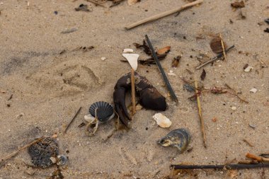 Bu, kumdaki deniz enkazının çok güzel bir görüntüsü. Deniz yaşamının tüm parçaları kumlu kumsalda karaya vurdu. Büyük bir yengeç pençesi siyah bir deniz tarağı kabuğuyla görülebilir..
