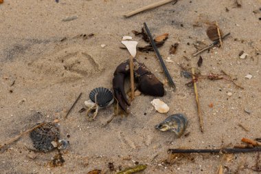 Bu, kumdaki deniz enkazının çok güzel bir görüntüsü. Deniz yaşamının tüm parçaları kumlu kumsalda karaya vurdu. Büyük bir yengeç pençesi siyah bir deniz tarağı kabuğuyla görülebilir..