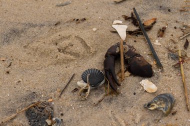 Bu, kumdaki deniz enkazının çok güzel bir görüntüsü. Deniz yaşamının tüm parçaları kumlu kumsalda karaya vurdu. Büyük bir yengeç pençesi siyah bir deniz tarağı kabuğuyla görülebilir..