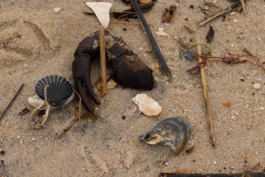 Bu, kumdaki deniz enkazının çok güzel bir görüntüsü. Deniz yaşamının tüm parçaları kumlu kumsalda karaya vurdu. Büyük bir yengeç pençesi siyah bir deniz tarağı kabuğuyla görülebilir..