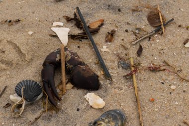 Bu, kumdaki deniz enkazının çok güzel bir görüntüsü. Deniz yaşamının tüm parçaları kumlu kumsalda karaya vurdu. Büyük bir yengeç pençesi siyah bir deniz tarağı kabuğuyla görülebilir..