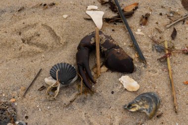 Bu, kumdaki deniz enkazının çok güzel bir görüntüsü. Deniz yaşamının tüm parçaları kumlu kumsalda karaya vurdu. Büyük bir yengeç pençesi siyah bir deniz tarağı kabuğuyla görülebilir..