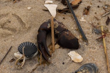 Bu, kumdaki deniz enkazının çok güzel bir görüntüsü. Deniz yaşamının tüm parçaları kumlu kumsalda karaya vurdu. Büyük bir yengeç pençesi siyah bir deniz tarağı kabuğuyla görülebilir..