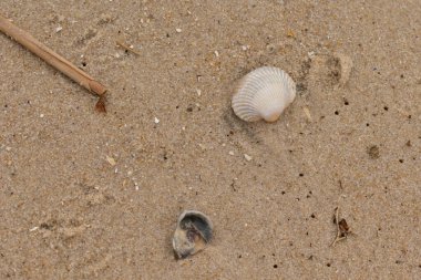Sahilde deniz kabukları